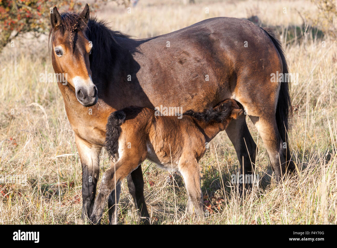 Exmoor poulain poney Exmoor poneys automne paysage de prairie chevaux sauvages introduits dans la campagne tchèque à partir de l'Exmoor anglais, Milovice République tchèque Banque D'Images