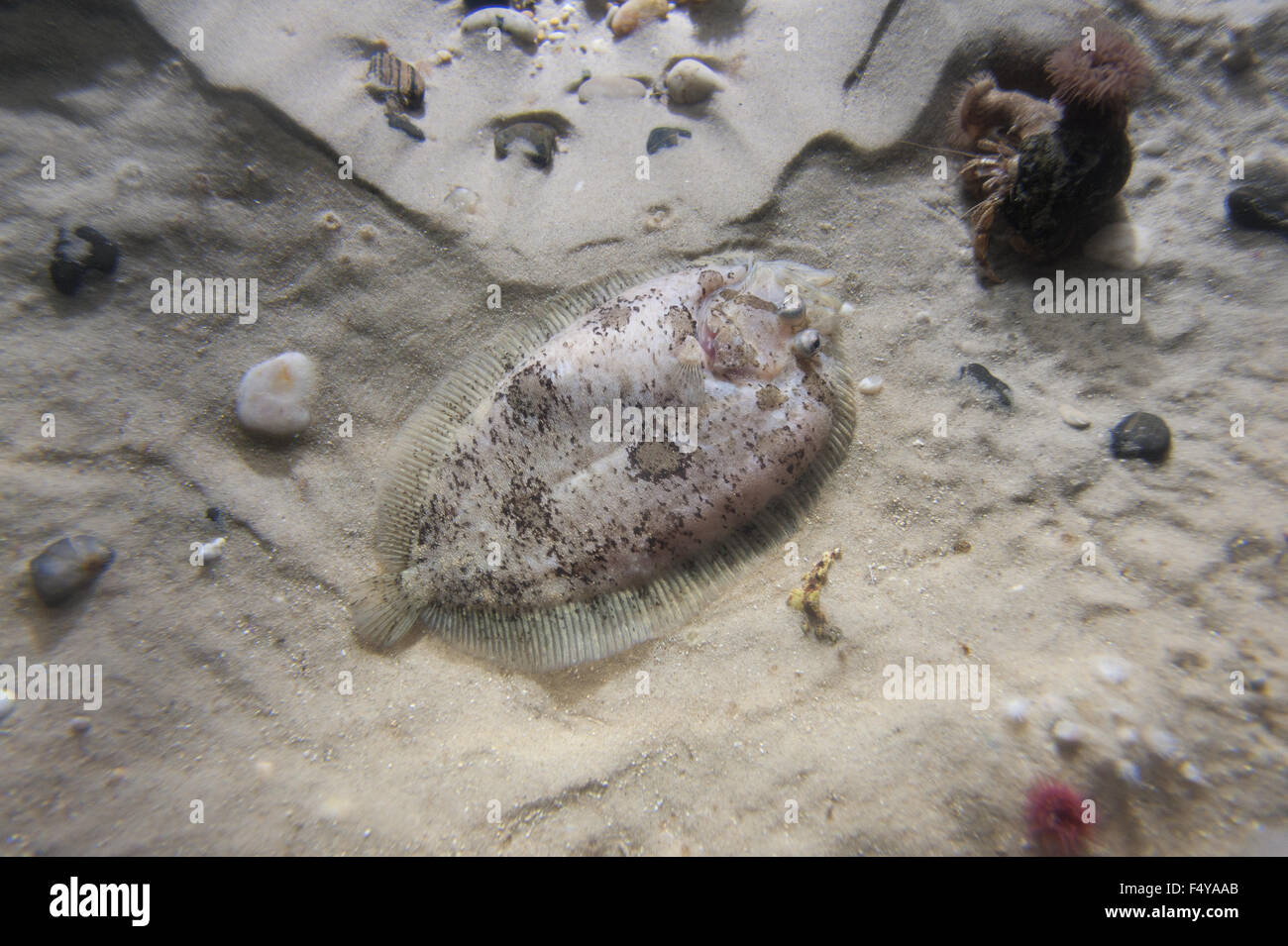 Flet poisson plat qui se fond dans le fond marin et le sable serrant près de la surface et montrant des poissons plats de patchs camouflé Banque D'Images