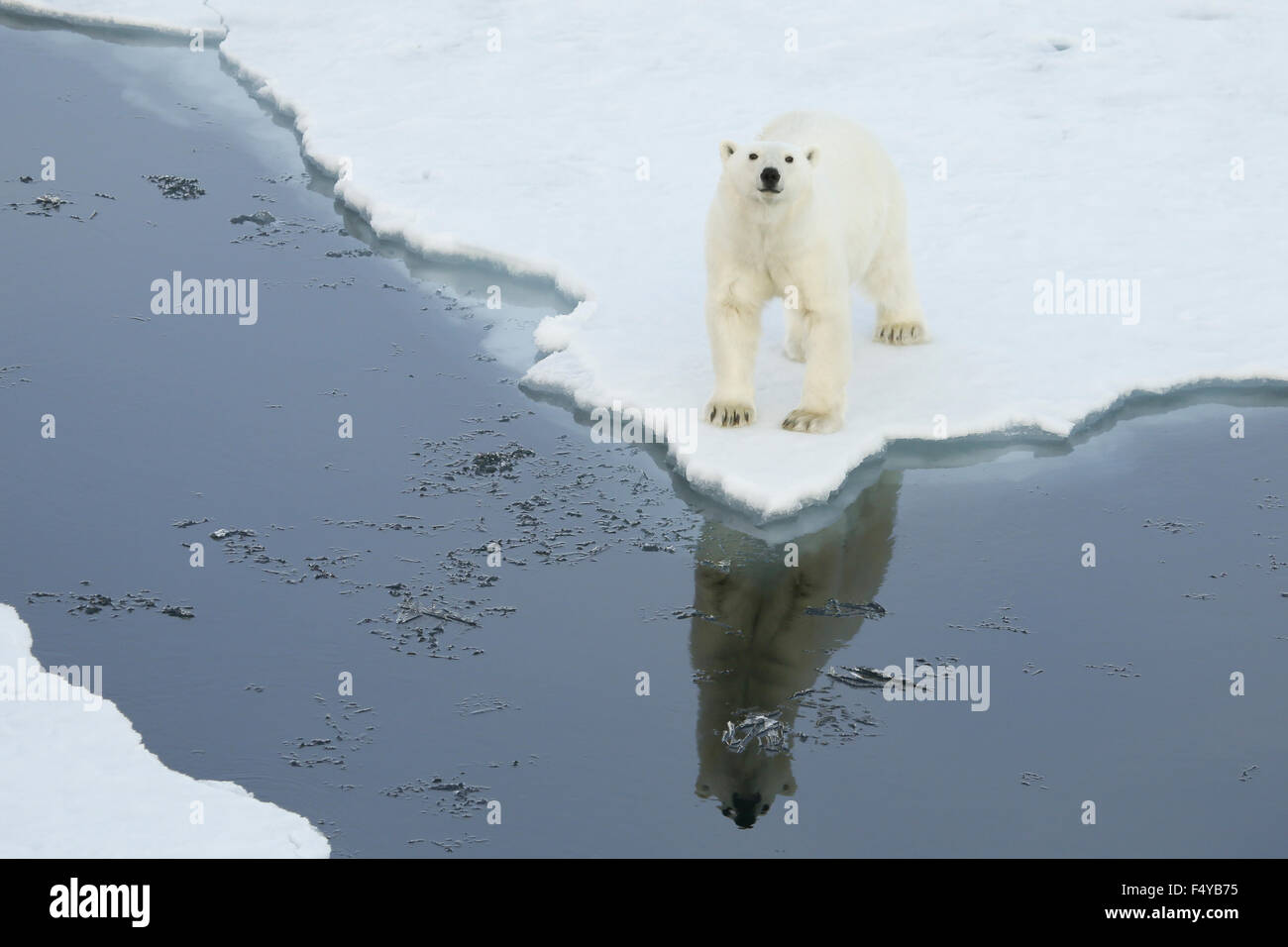 Le Groenland, Scoresby Sound, l'ours se dresse sur le bord de la glace de mer, jusqu'à avec reflet dans l'eau. Banque D'Images