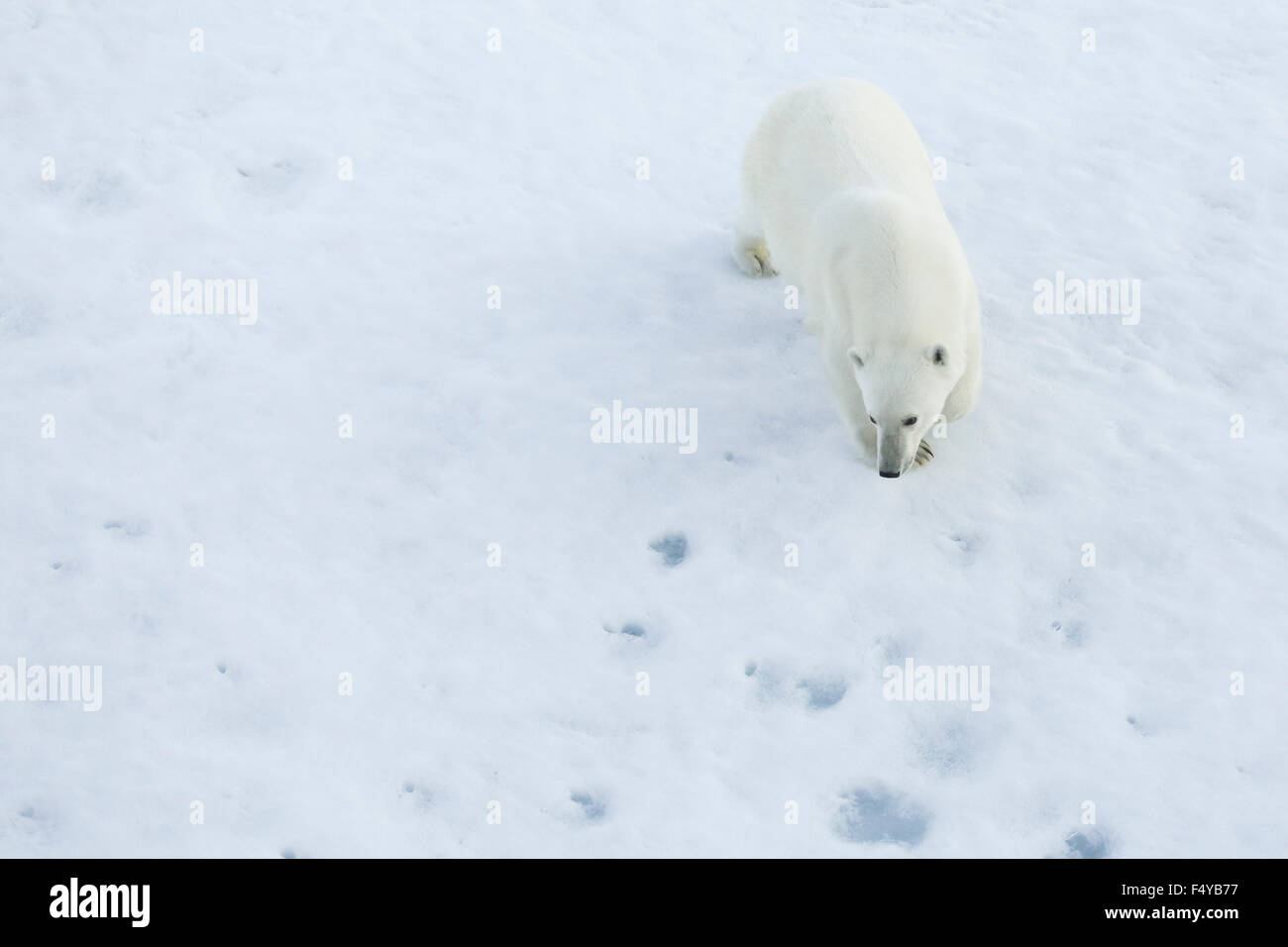 Le Groenland, Scoresby Sound, l'ours polaire debout sur la glace de mer. Banque D'Images