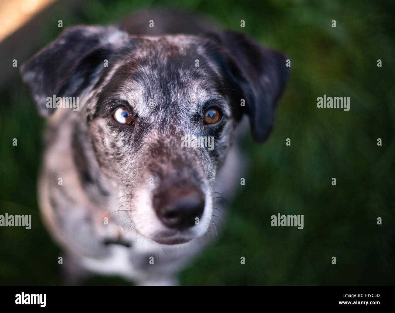 Ce chien unique vous regarde avec superbe vue Banque D'Images