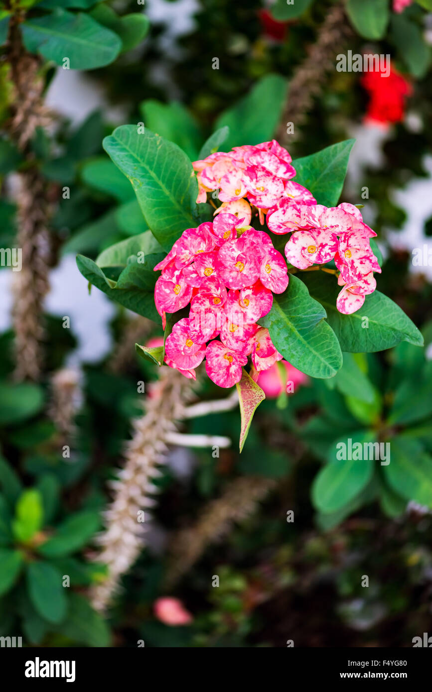 Couronne d'épines Euphorbia fleurs tropicales Banque D'Images