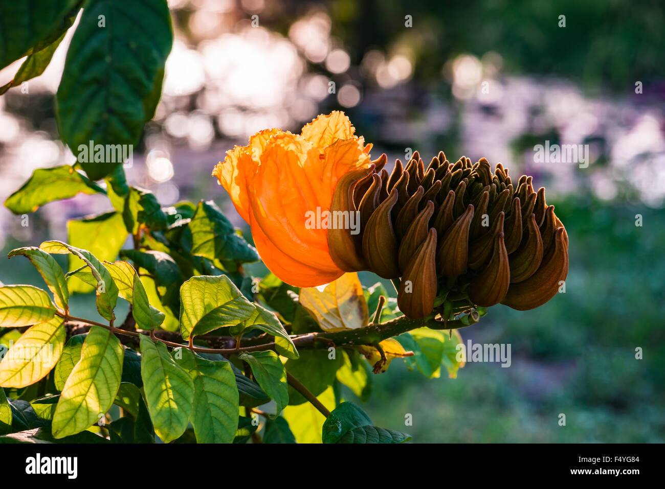 L'Afrique de décoration fleur tulip tree flamme de la forêt Tobago Caraïbes Banque D'Images