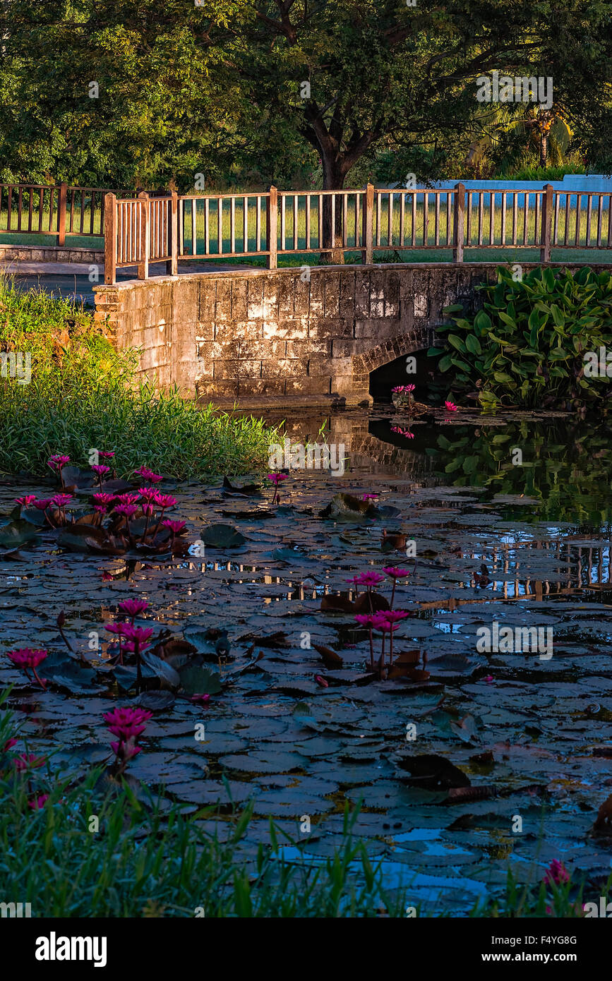 Bassin aux nymphéas et bridge à Tobago Banque D'Images