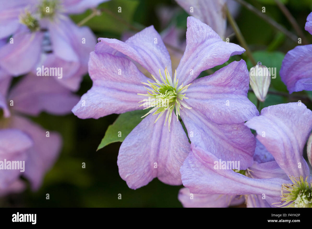 Clematis 'Prince Charles' fleurs. Banque D'Images
