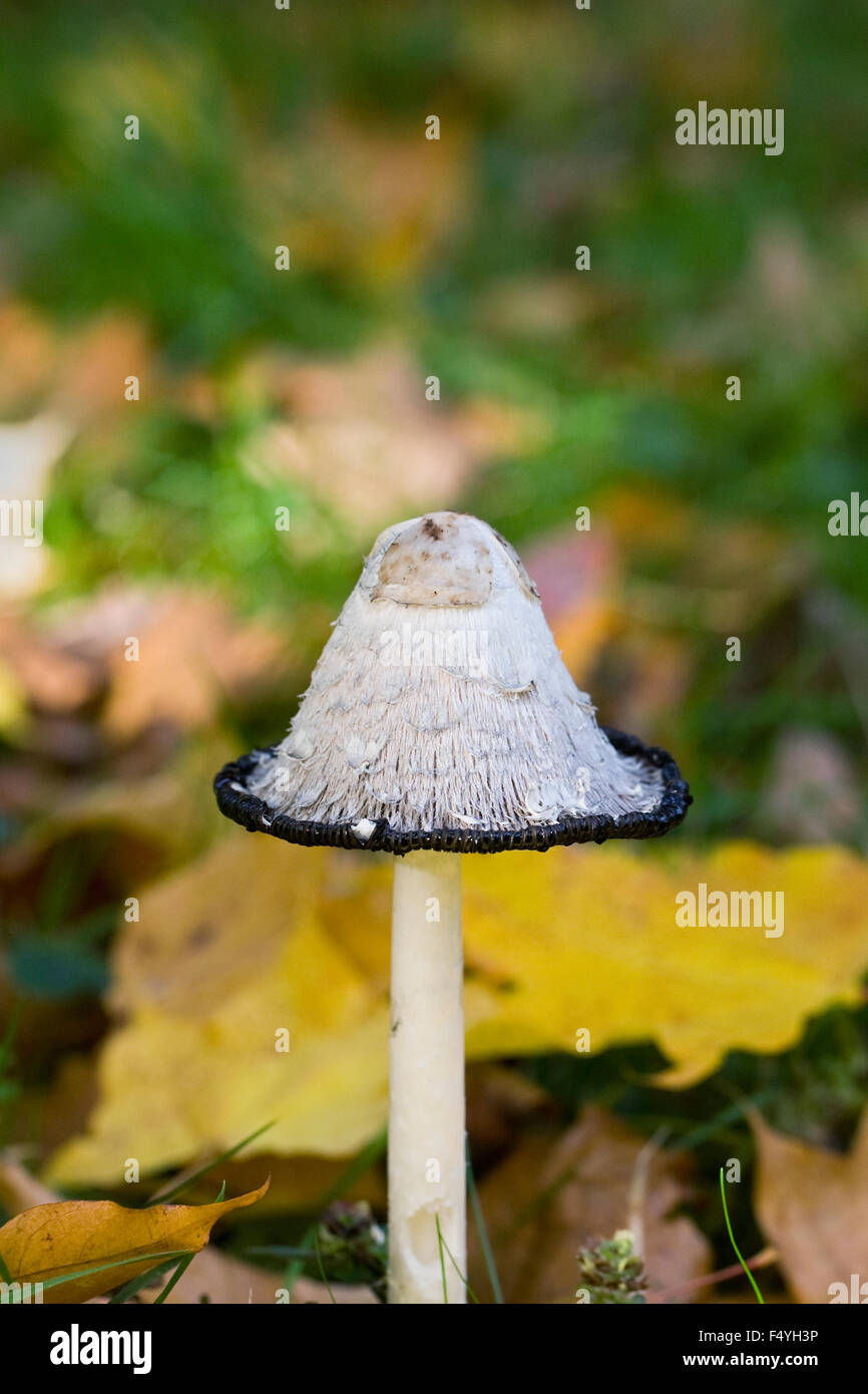 Coprinus comatus. Shaggy cap d'encre mushroom en automne. Banque D'Images