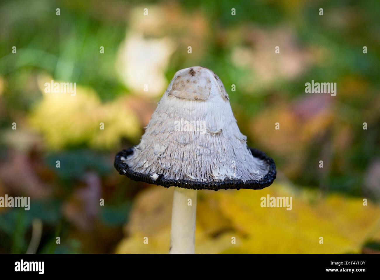 Coprinus comatus. Shaggy cap d'encre mushroom en automne. Banque D'Images