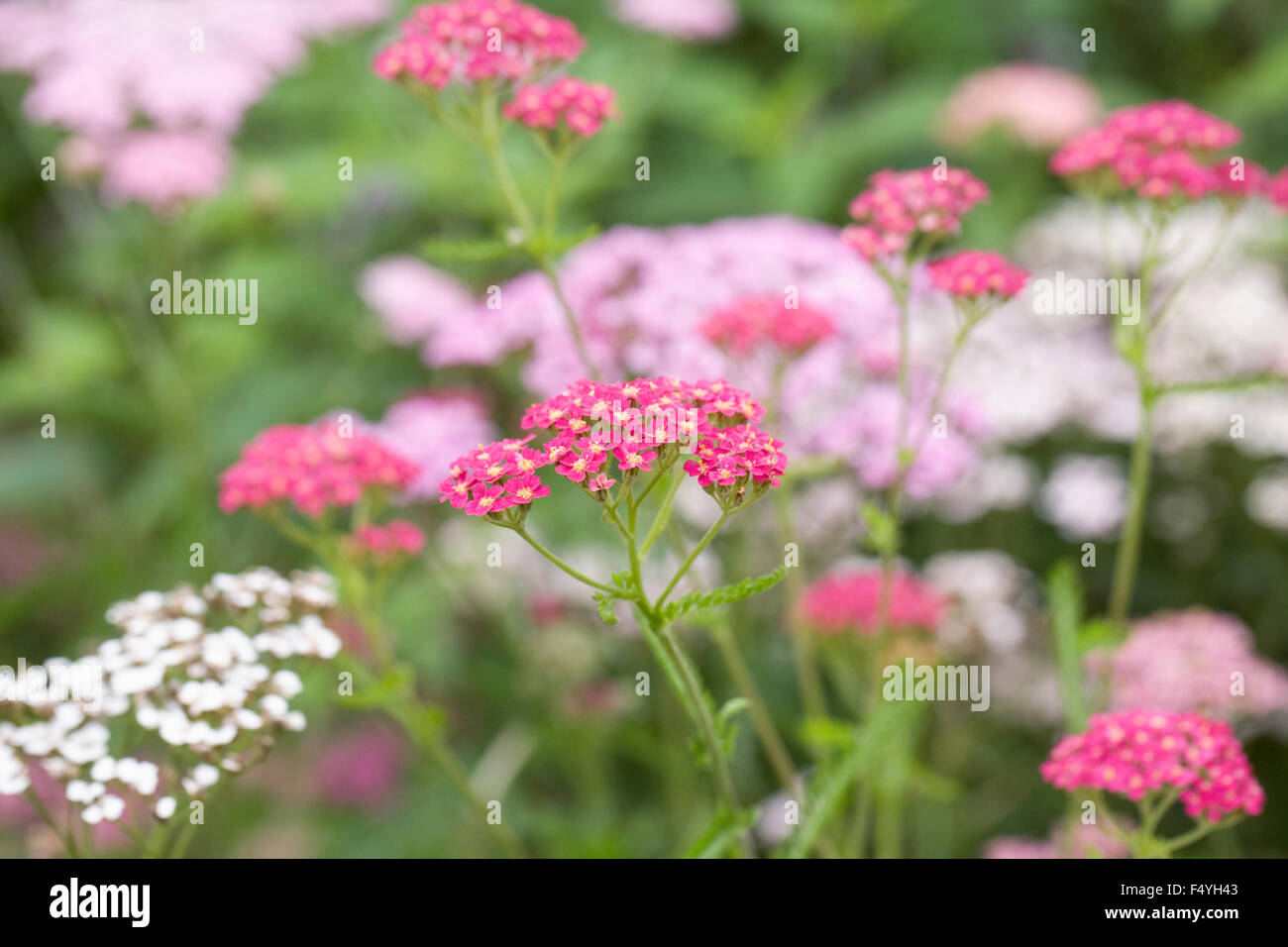 L'Achillea millefolium. De plus en plus d'achillée dans le jardin. Banque D'Images