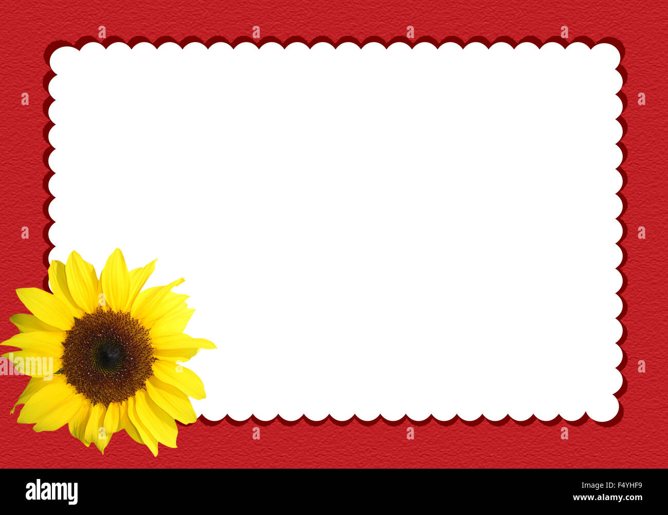 L'un tournesol avec une bordure rouge et blanc en center Banque D'Images