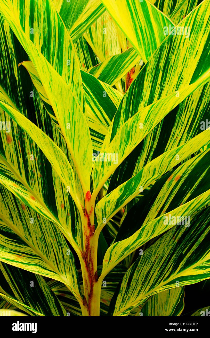 Rayé vert et jaune allongée feuilles de gingembre coquille Banque D'Images