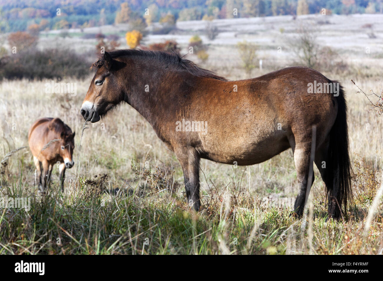 Poneys Exmoor, République tchèque, Royaume-Uni Exmoor de poneys Banque D'Images