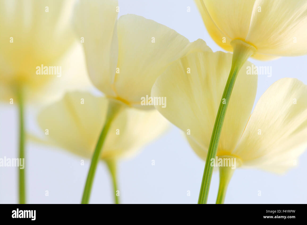 Blanc crème coquelicots de Californie (Eschscholzia californica). Fleurs crème sur un fond blanc. Banque D'Images