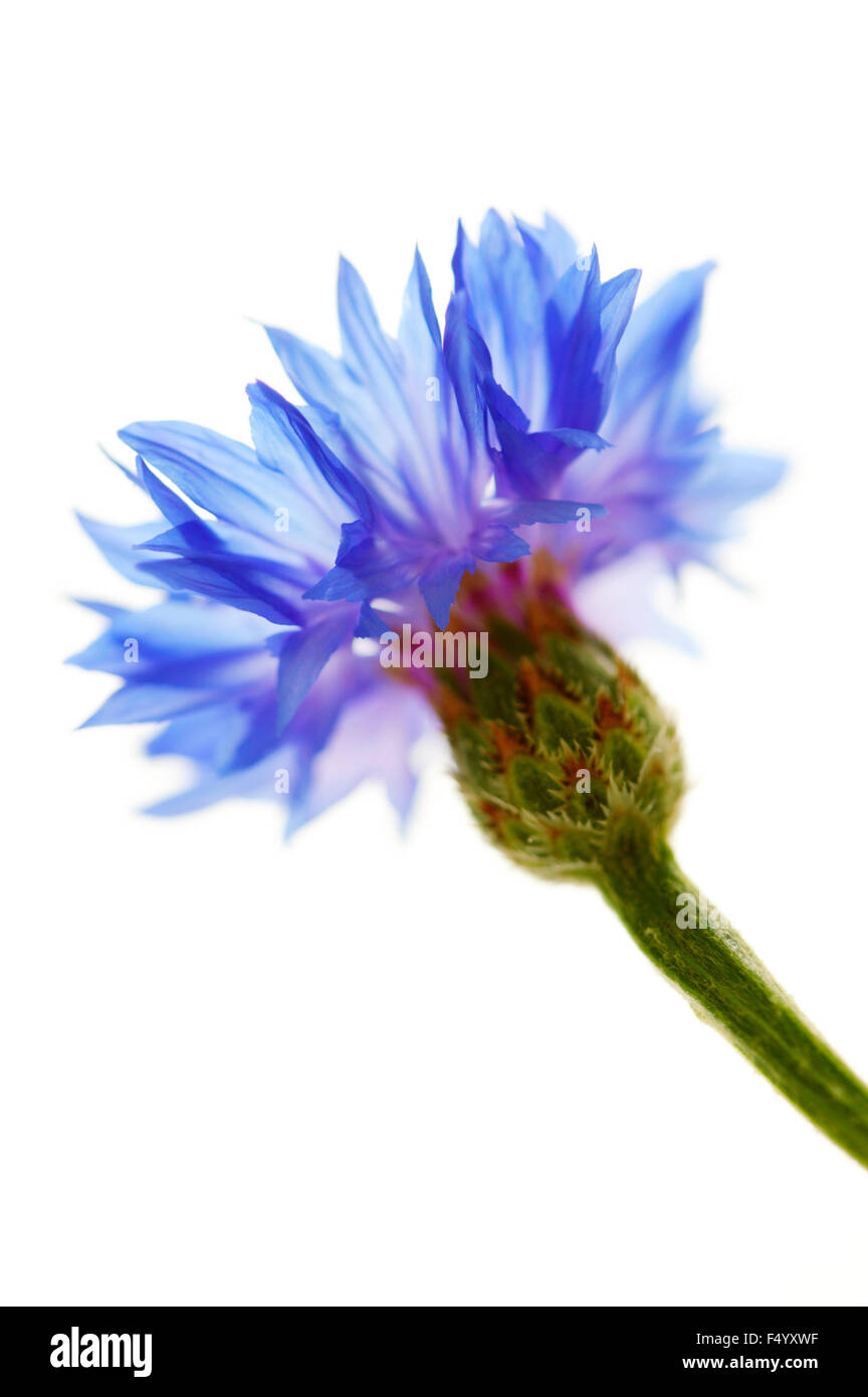 Centaurea cyanus 'Blue Ball' (bleuet, Baccalauréat en bouton). Close up de bleuet unique contre rétro arrière-plan blanc. Banque D'Images
