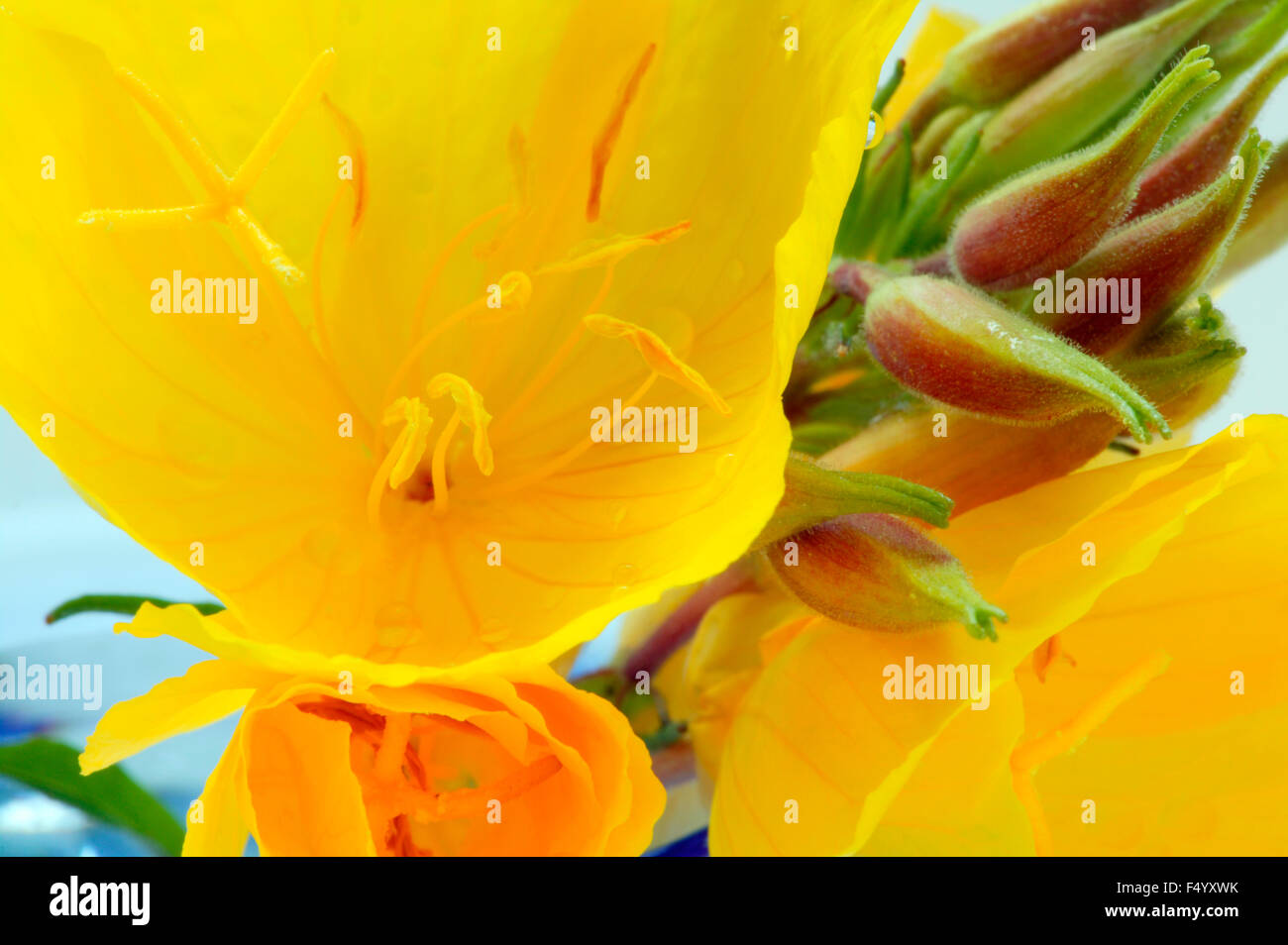 Oenothera fruticosa 'Youngii' (l'onagre). Close up de fleurs jaunes et de bourgeons dans un verre bleu. Juillet UK. Banque D'Images