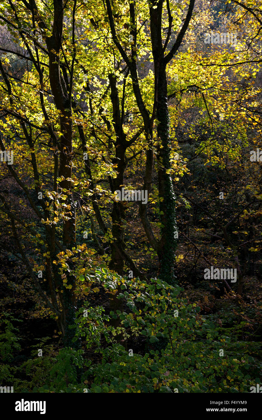 Automne couleur dans Erncroft woods à Etherow country park, Stockport, Greater Manchester. Banque D'Images