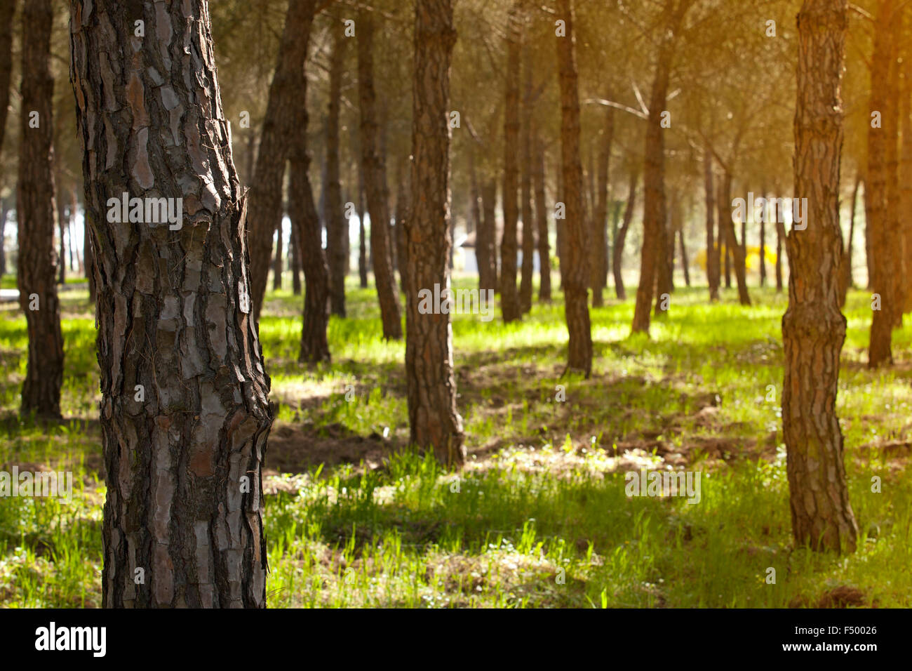 Forêt au Parc National Doñana, Espagne Banque D'Images
