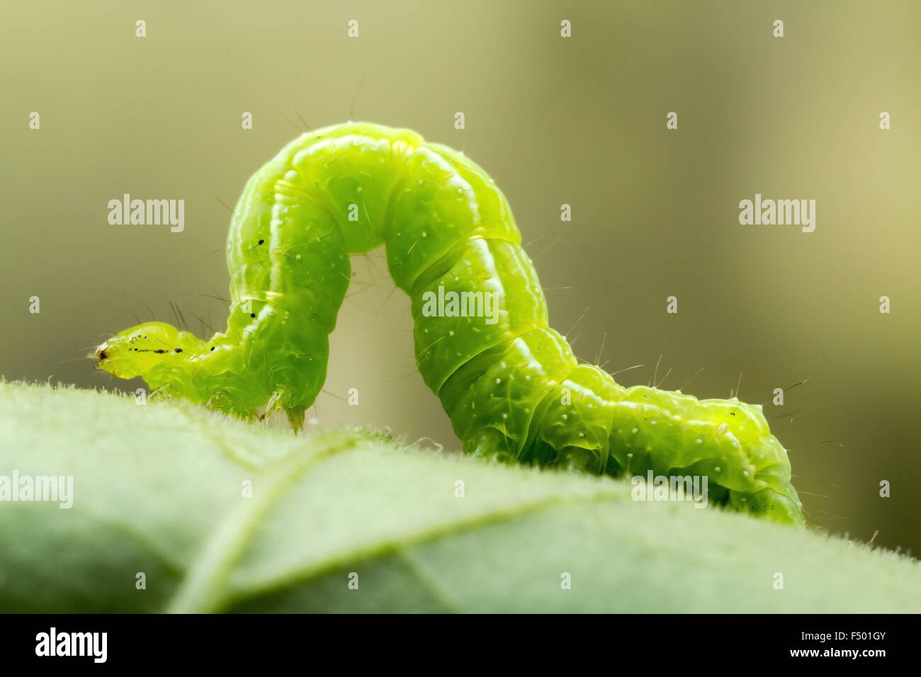 Petite chenille verte Banque de photographies et d’images à haute — free download