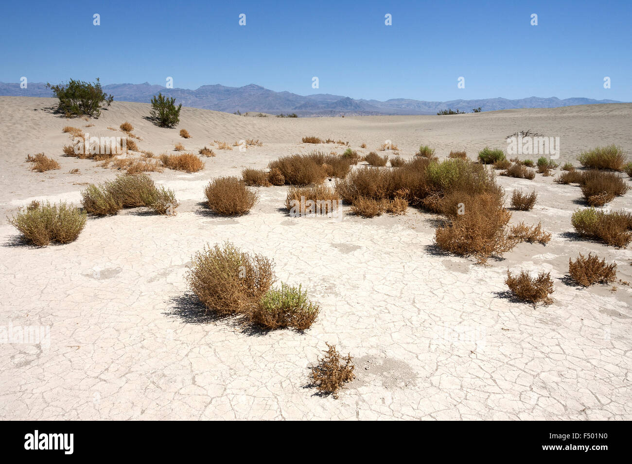 Télévision Mesquite Sand Dunes, Death Valley National Park, désert de Mojave, Californie, USA Banque D'Images