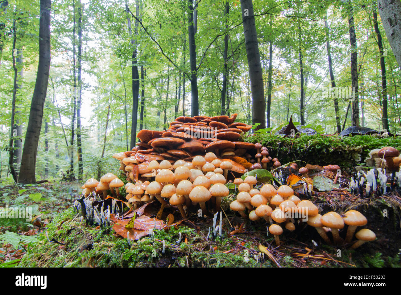 Touffe Hypholoma capnoides (conifères) en forêt d'automne, Hesse, Allemagne Banque D'Images