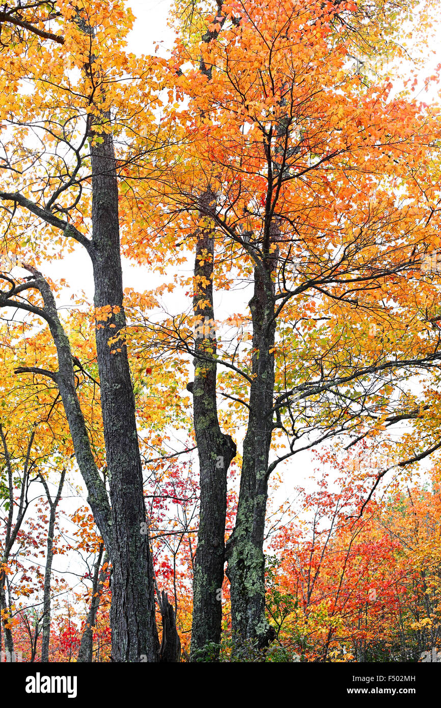 La Forêt dans ses couleurs d'automne Banque D'Images