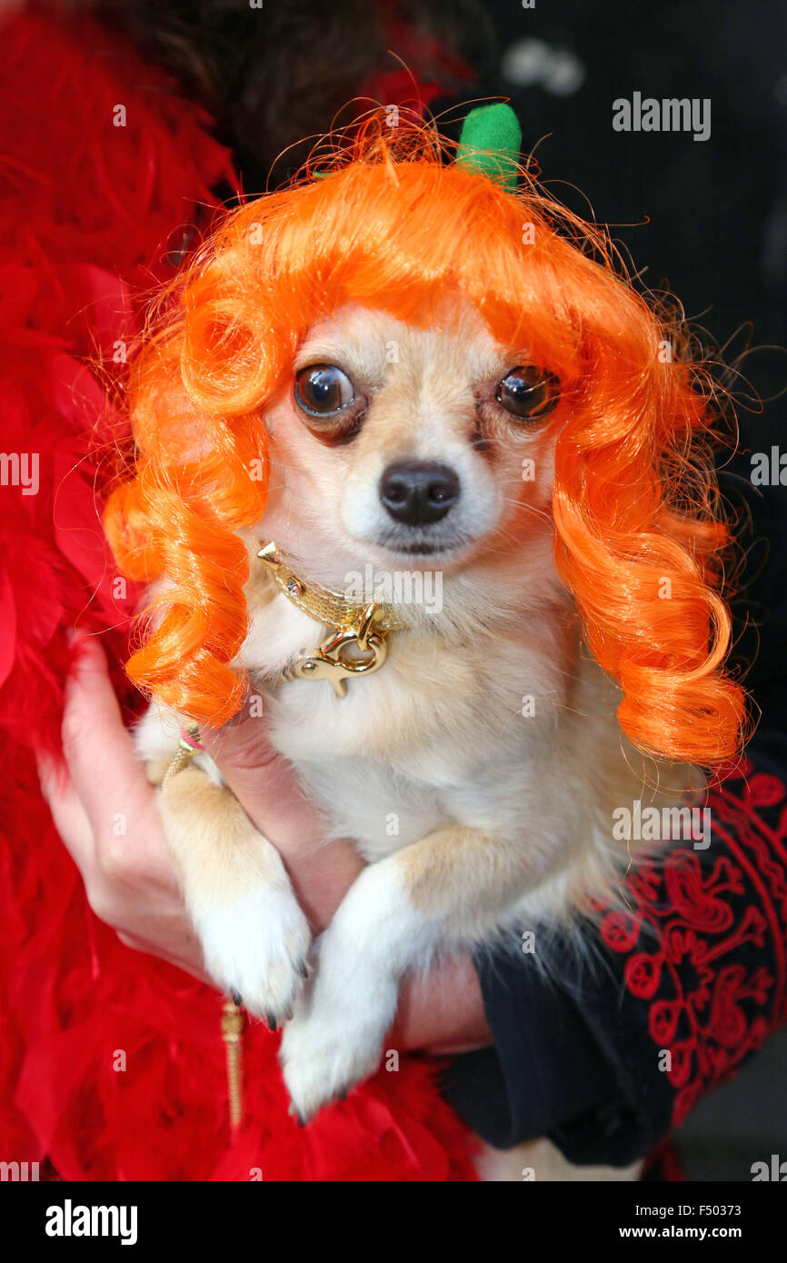 Londres, Royaume-Uni. 25 octobre 2015. Ollie le Chihuahua loooks bon dans  sa perruque orange à la question tous les chiens chien Halloween Show,  Hampstead Heath, Londres, le chien marche de bienfaisance annuel