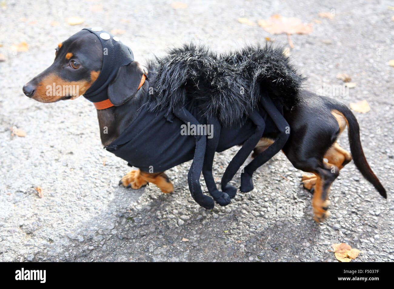 Dachshund dog costume Banque de photographies et d'images à haute  résolution - Alamy