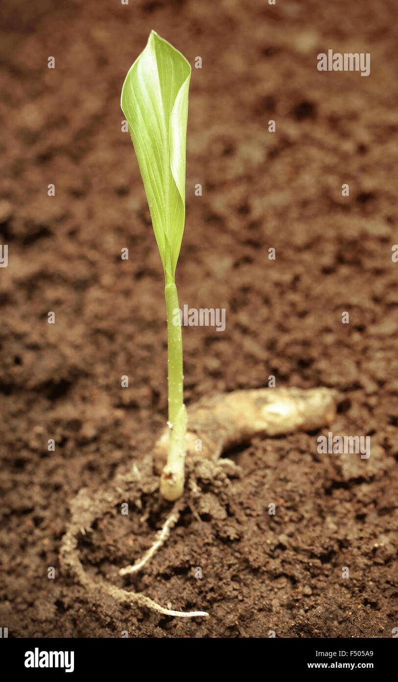 Des semis en sol fertile de curcuma Banque D'Images