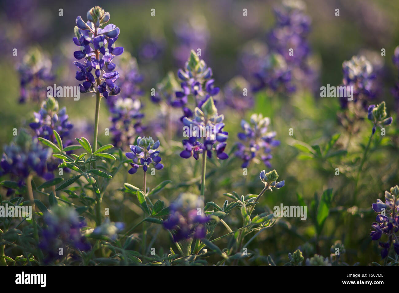 Texas bluebonnet rétroéclairé fleurs sauvages par le soleil Banque D'Images