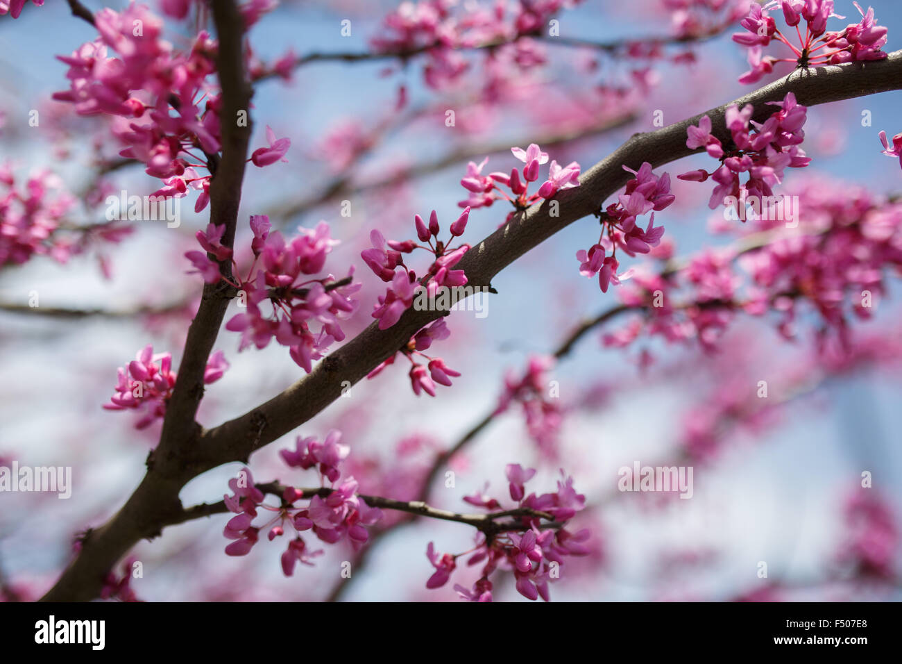 Eastern Redbud tree (Cercis canadensis) en pleine floraison au printemps Banque D'Images