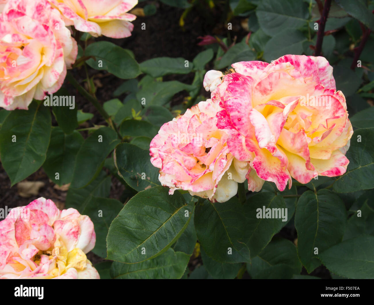 Un bâtiment rose thé hybride première venaient de Tantau en 1976, la floraison dans la roseraie de Frognerparken Oslo Norvège Banque D'Images