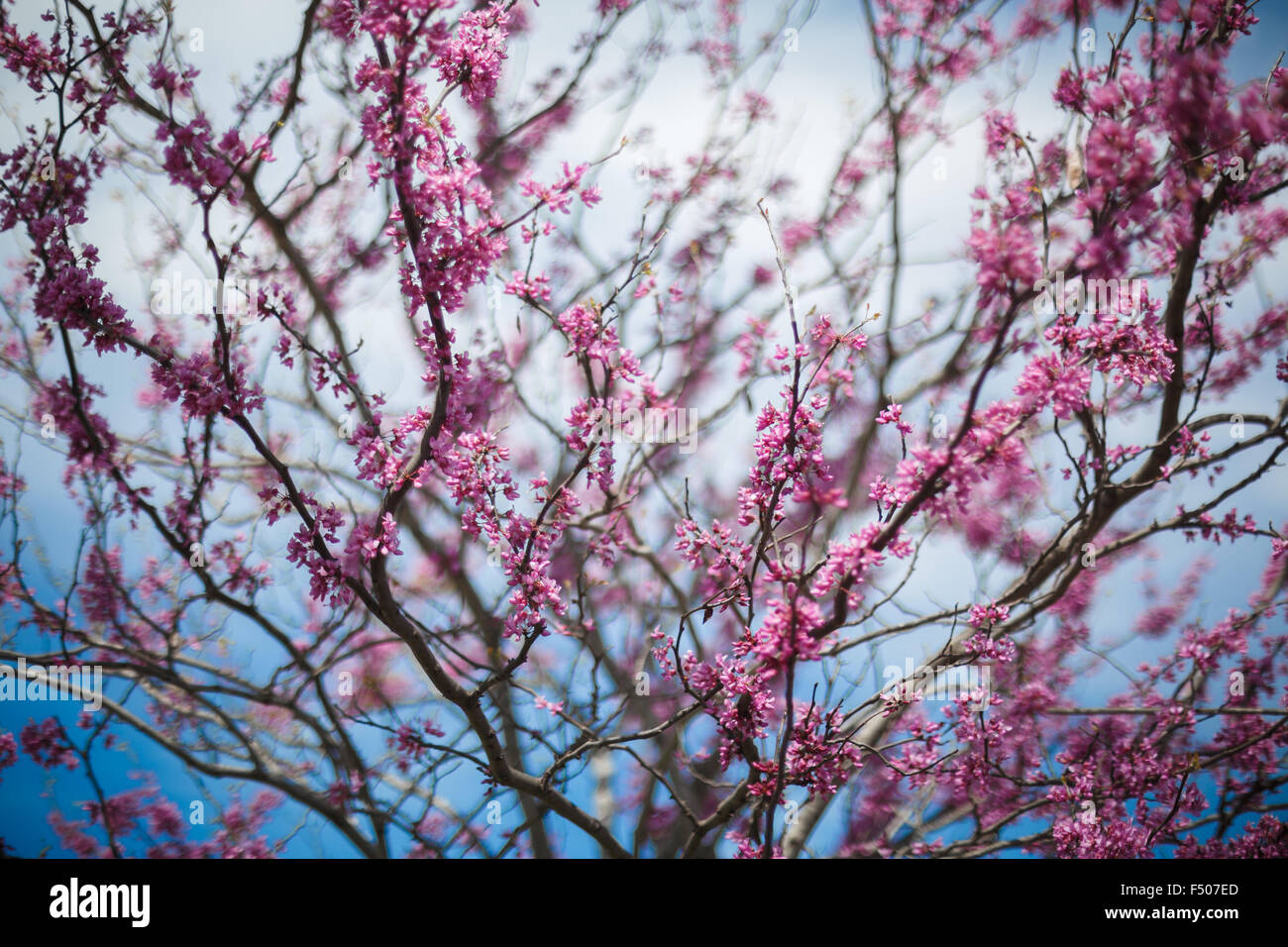 Eastern Redbud tree (Cercis canadensis) en pleine floraison au printemps Banque D'Images