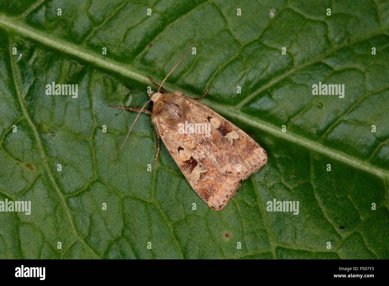 Fen Square-spot, Diarsia florida Banque D'Images