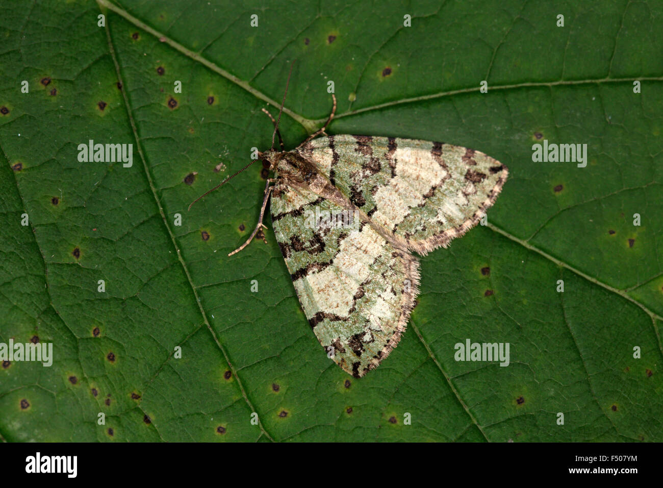Highflyer, Hydriomena furcata Juillet Banque D'Images