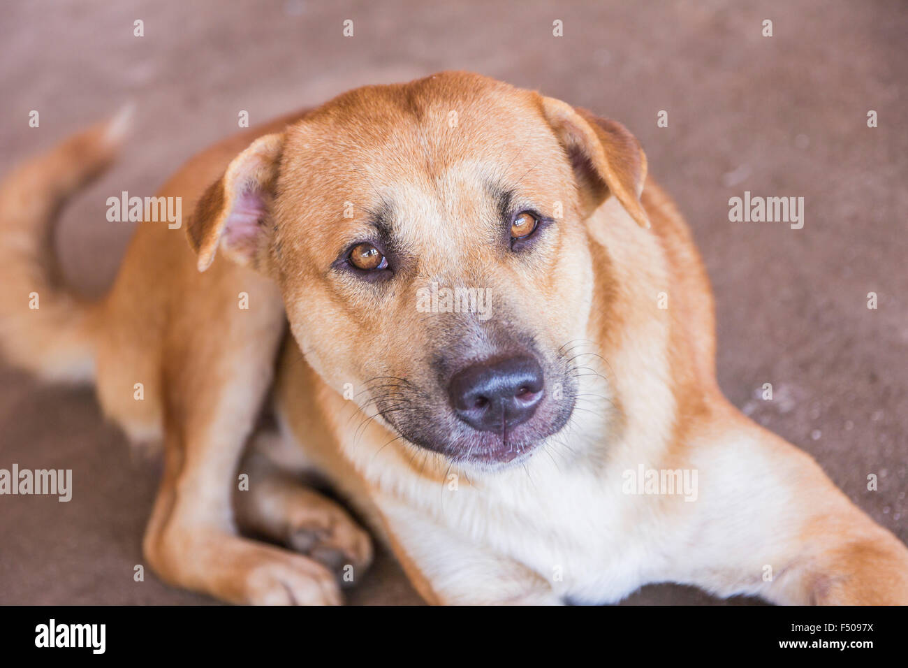 Le chien est couché sur le béton Banque D'Images