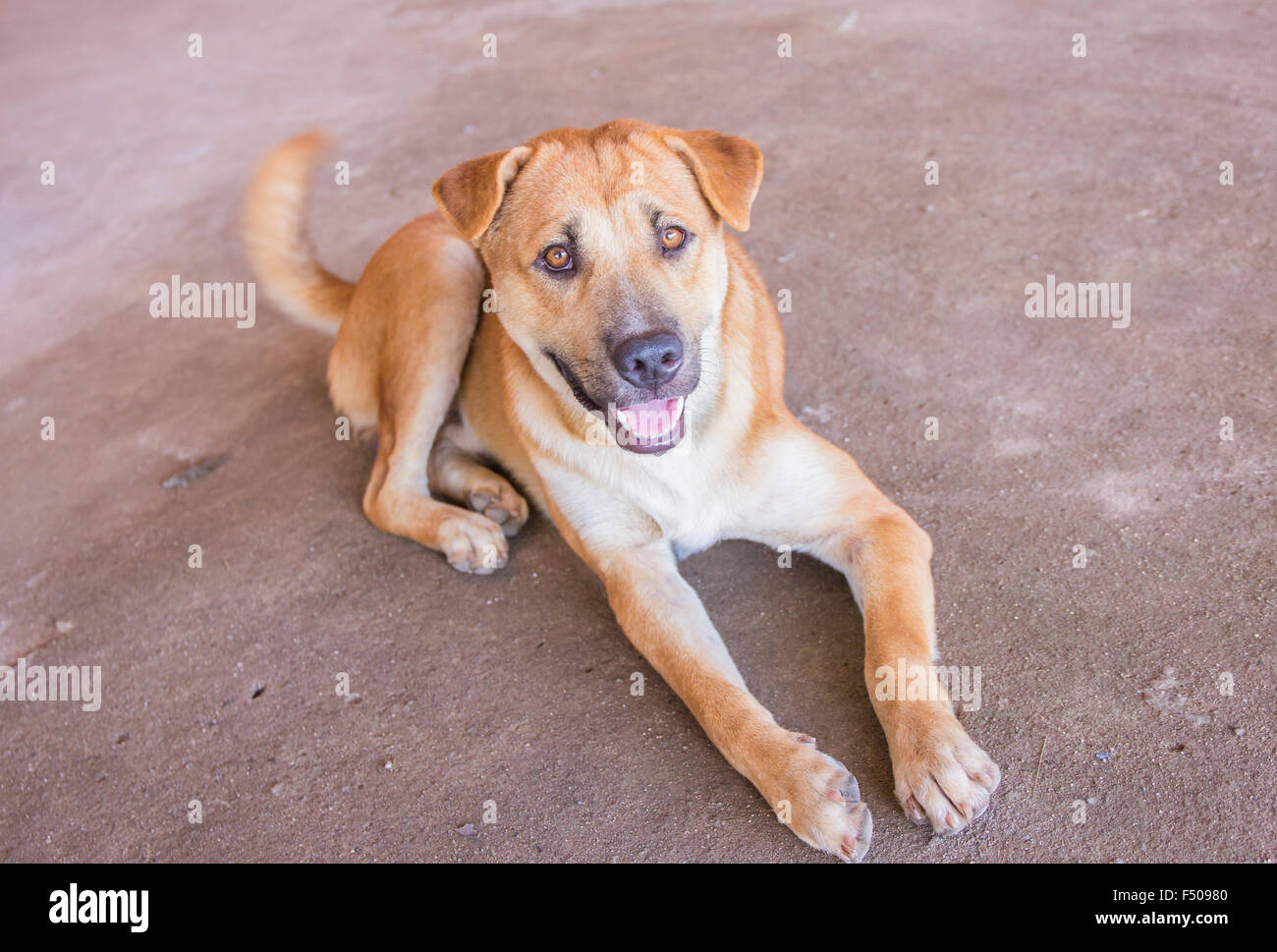 Le chien est couché sur le béton Banque D'Images