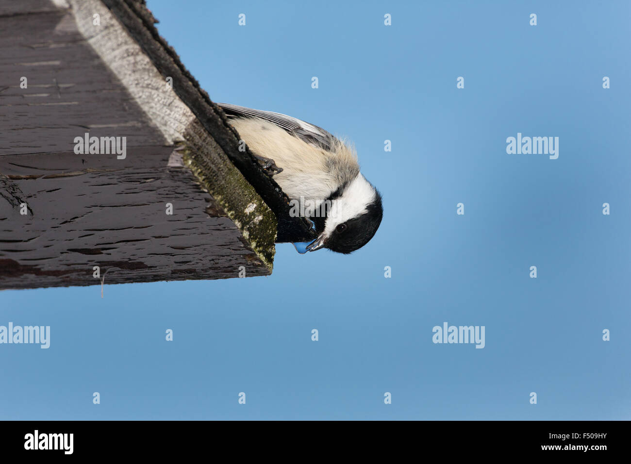 Mésange à boire la neige fondante de l'extinction d'un haut toit Banque D'Images