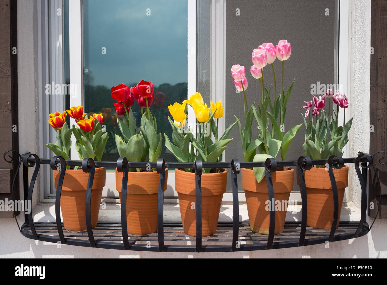 Des pots de tulipes assis dans une fenêtre de dialogue le semoir Banque D'Images