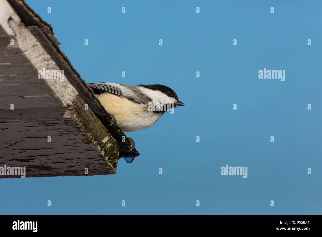 Mésange à tête noire Banque D'Images