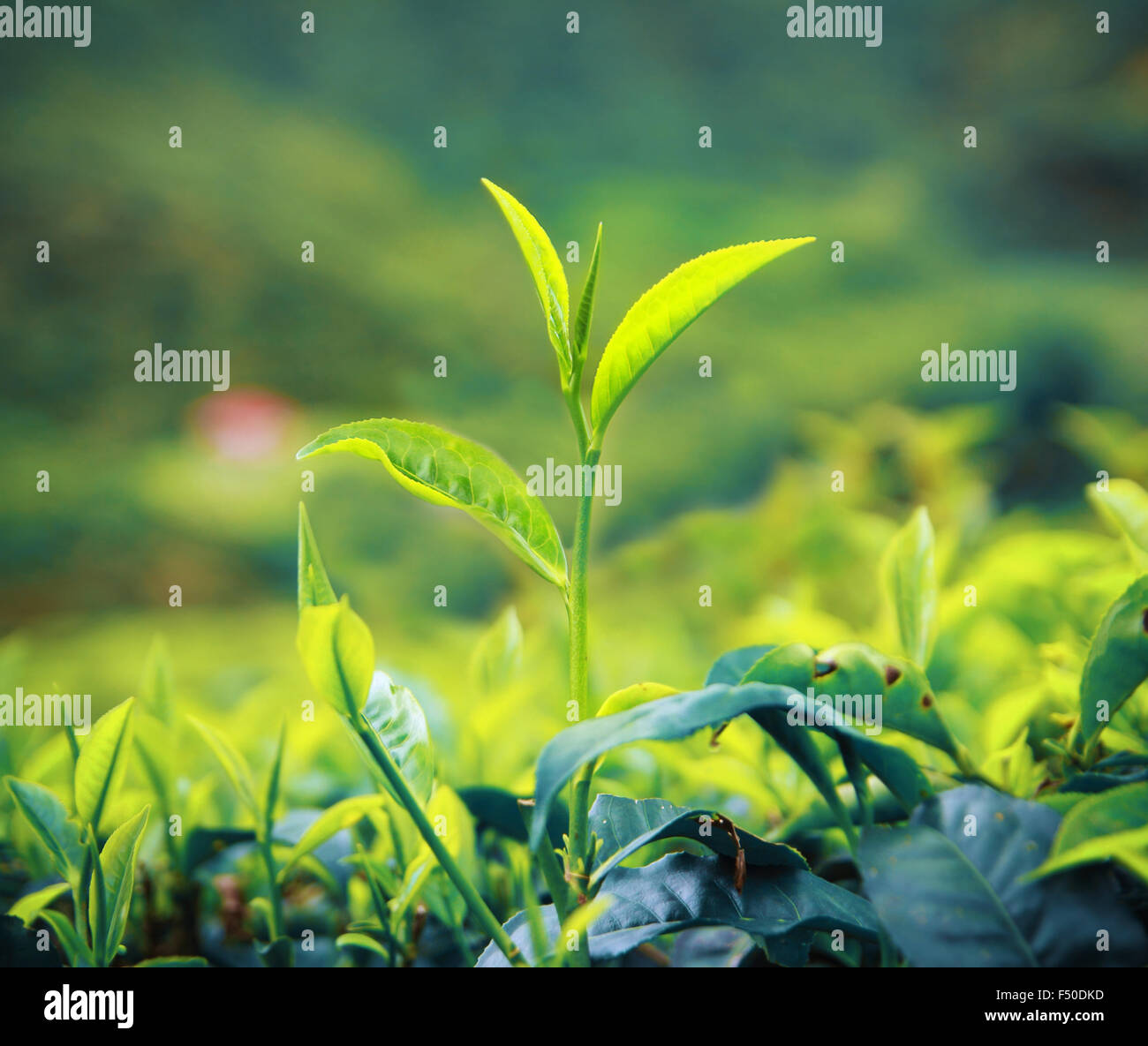 De plus en plus de plantations de thé sur gros plan Banque D'Images