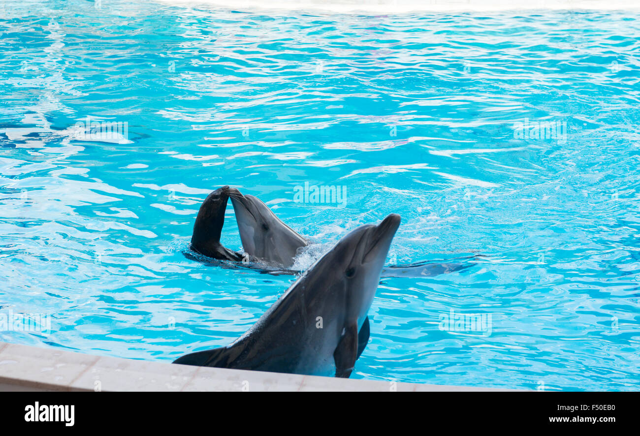 Scène de spectacle de dauphins. Des dauphins effectuant cascades dans la piscine Banque D'Images