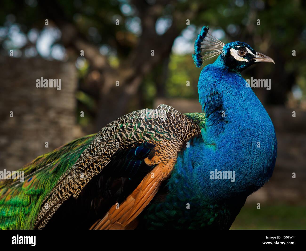 Peacock fièrement dans le soleil Banque D'Images