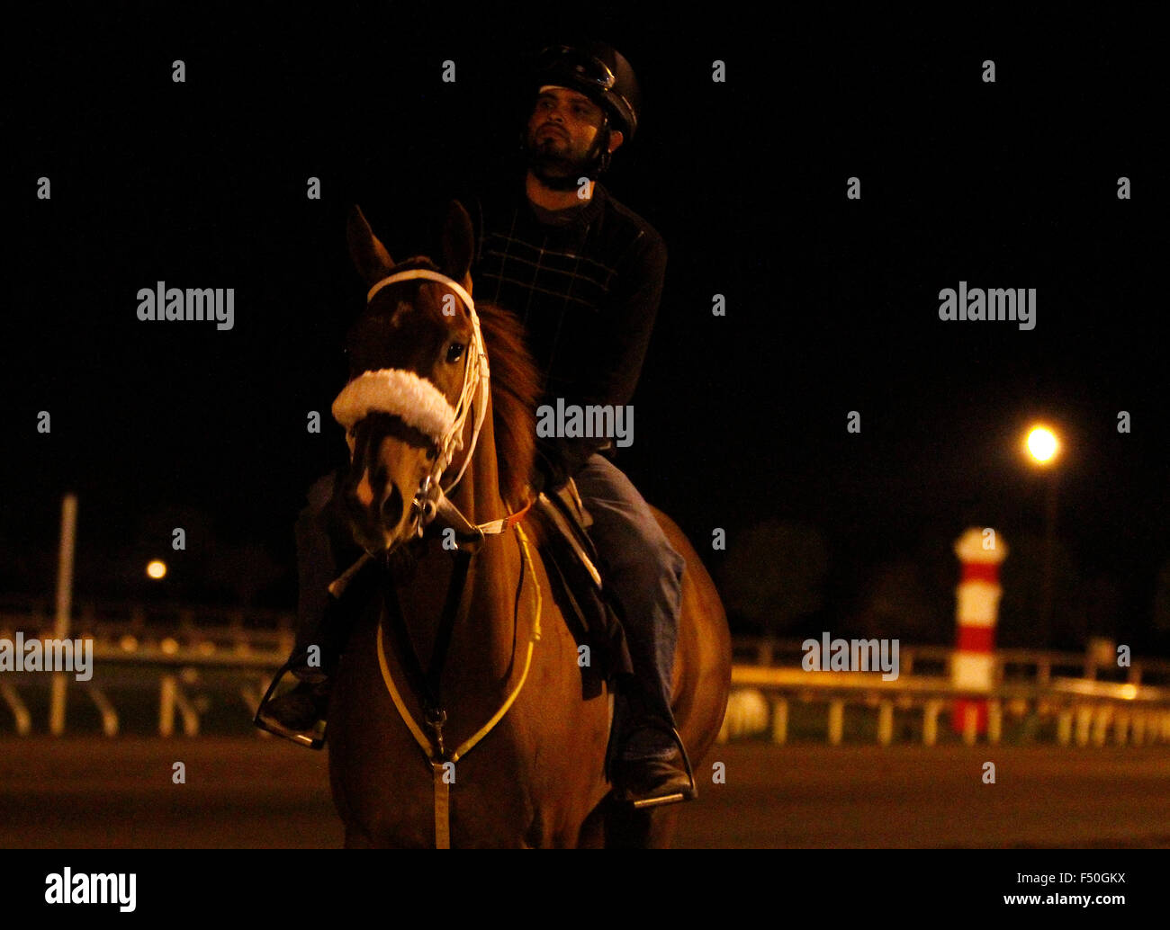 Lexington, Kentucky, USA. 25 octobre, 2015. 25 octobre 2015 : Lady Shipman, formés par Kathleen O'Connell, et administré par Ranlo Investments, est entré dans la Breeder's Cup Turf Sprint. Credit : Cal Sport Media/Alamy Live News Banque D'Images