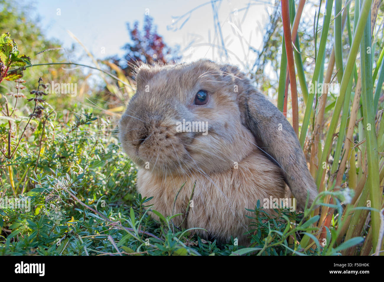 Une lapins domestiques assis dans le jardin Banque D'Images