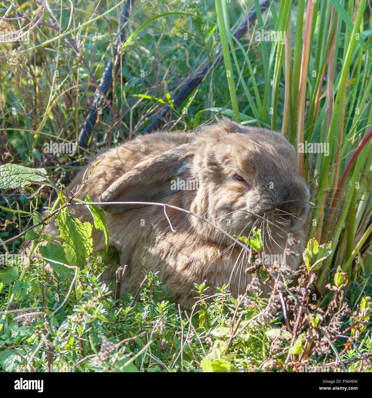 Une lapins domestiques assis dans le jardin Banque D'Images
