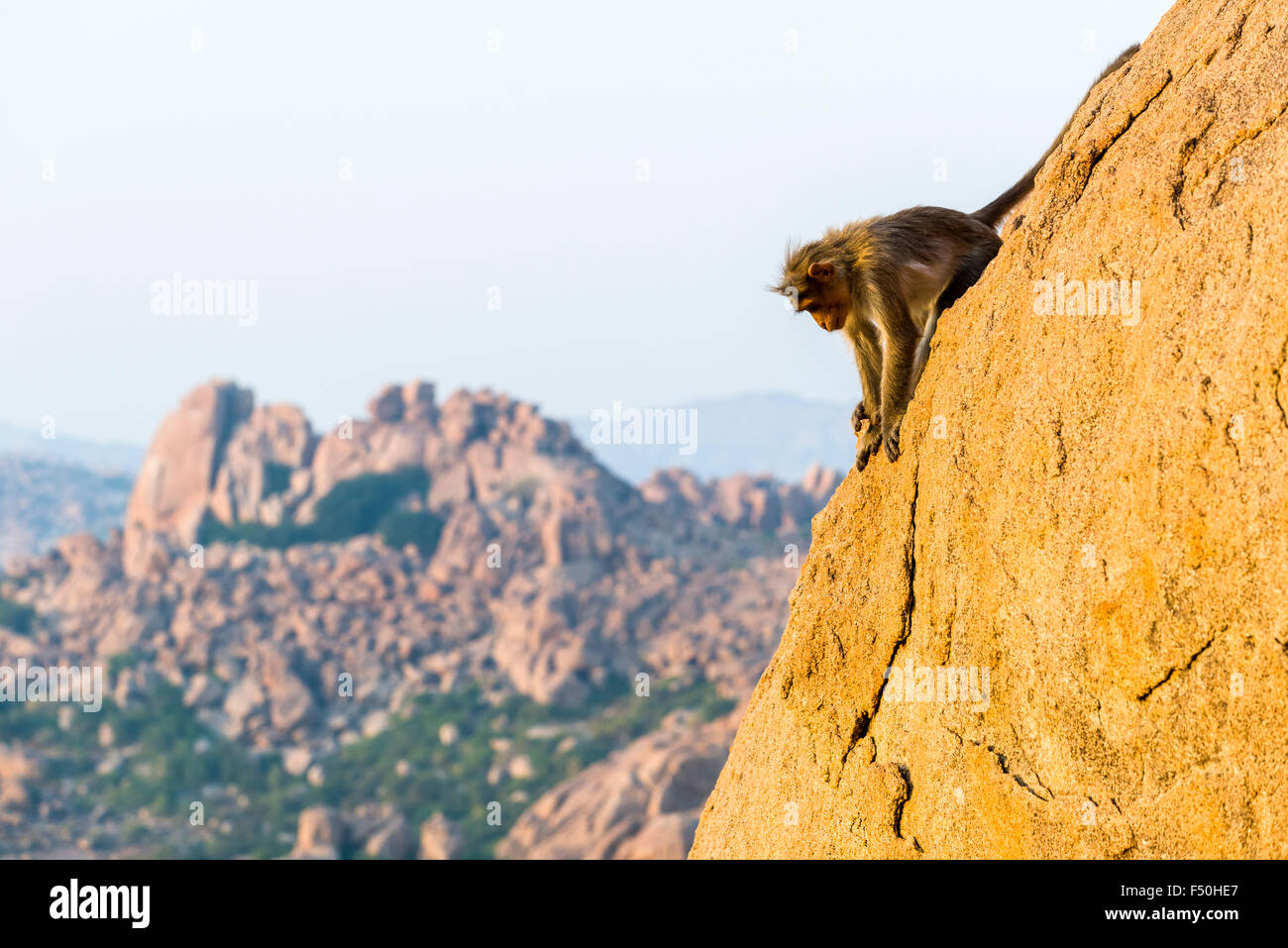 Un singe est un rocher d'escalade dans les ruines de l'ancien empire vijayanagara Banque D'Images