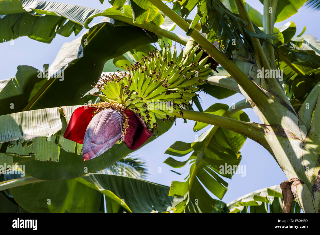 Feuilles vertes, grappe de fruits et la fleur d'une plante banane (Musa acuminata) dans une plantation entre les ruines de l'ancien vi Banque D'Images