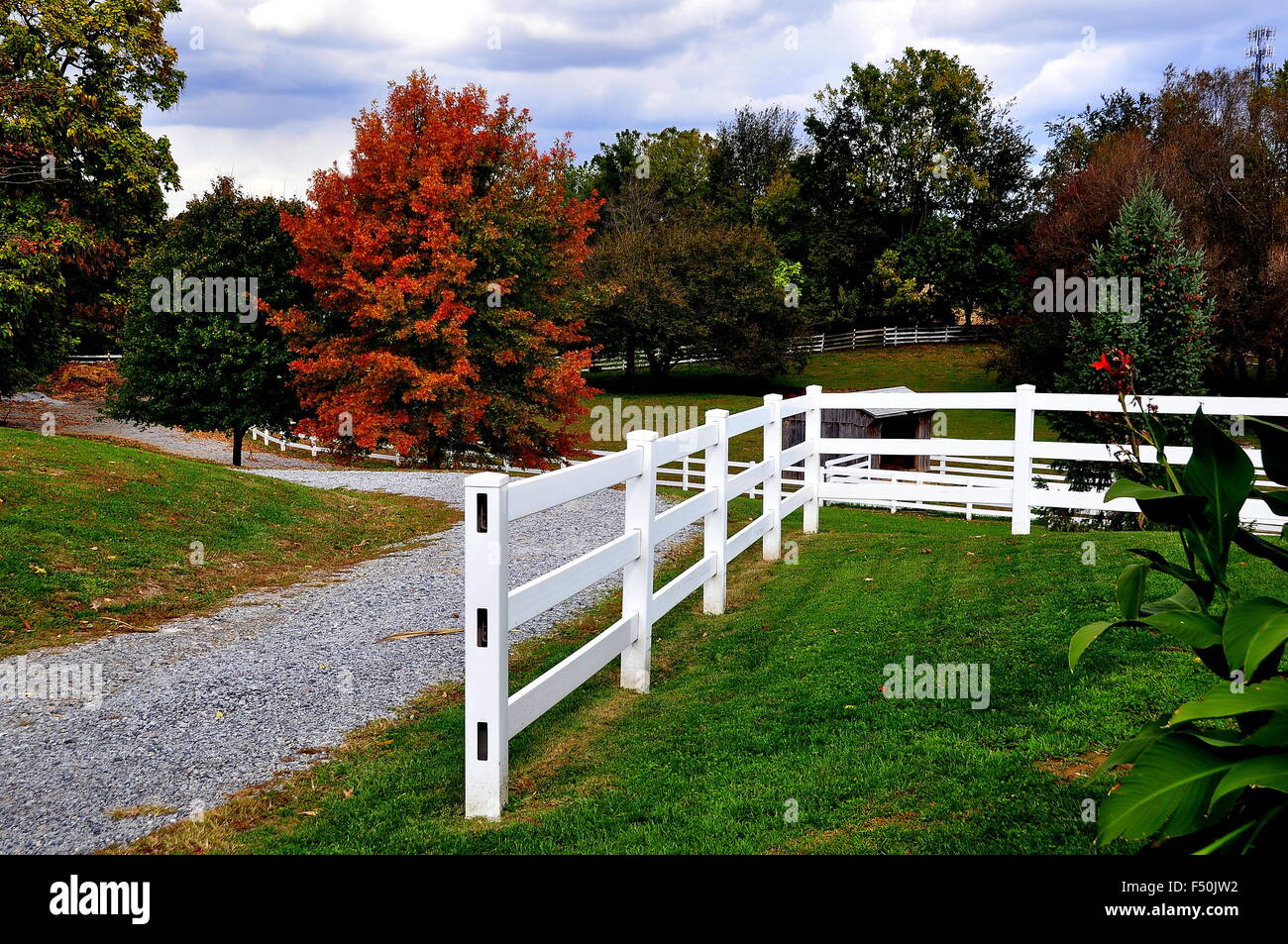 Lancaster, Pennsylvanie : érable à sucre avec un pic d'automne feuillage orange et blanc des clôtures à Amish Farm & House Museum Banque D'Images