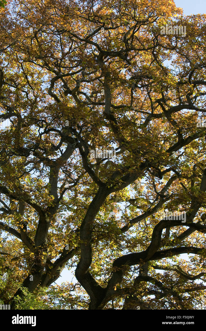 Quercus robur. Arbre de chêne d'automne. Banque D'Images
