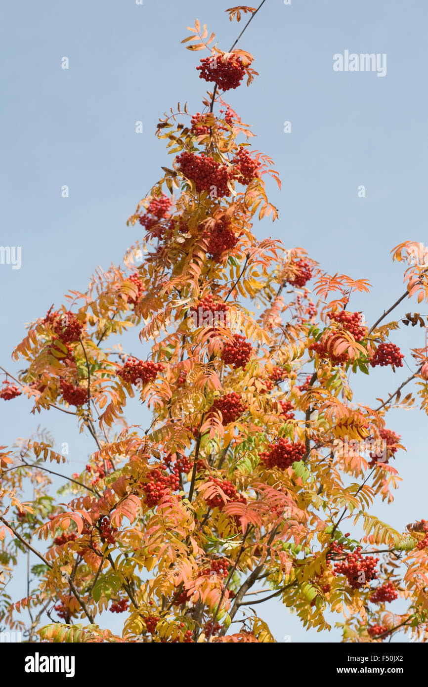 Sorbus aucuparia des baies en automne. Banque D'Images