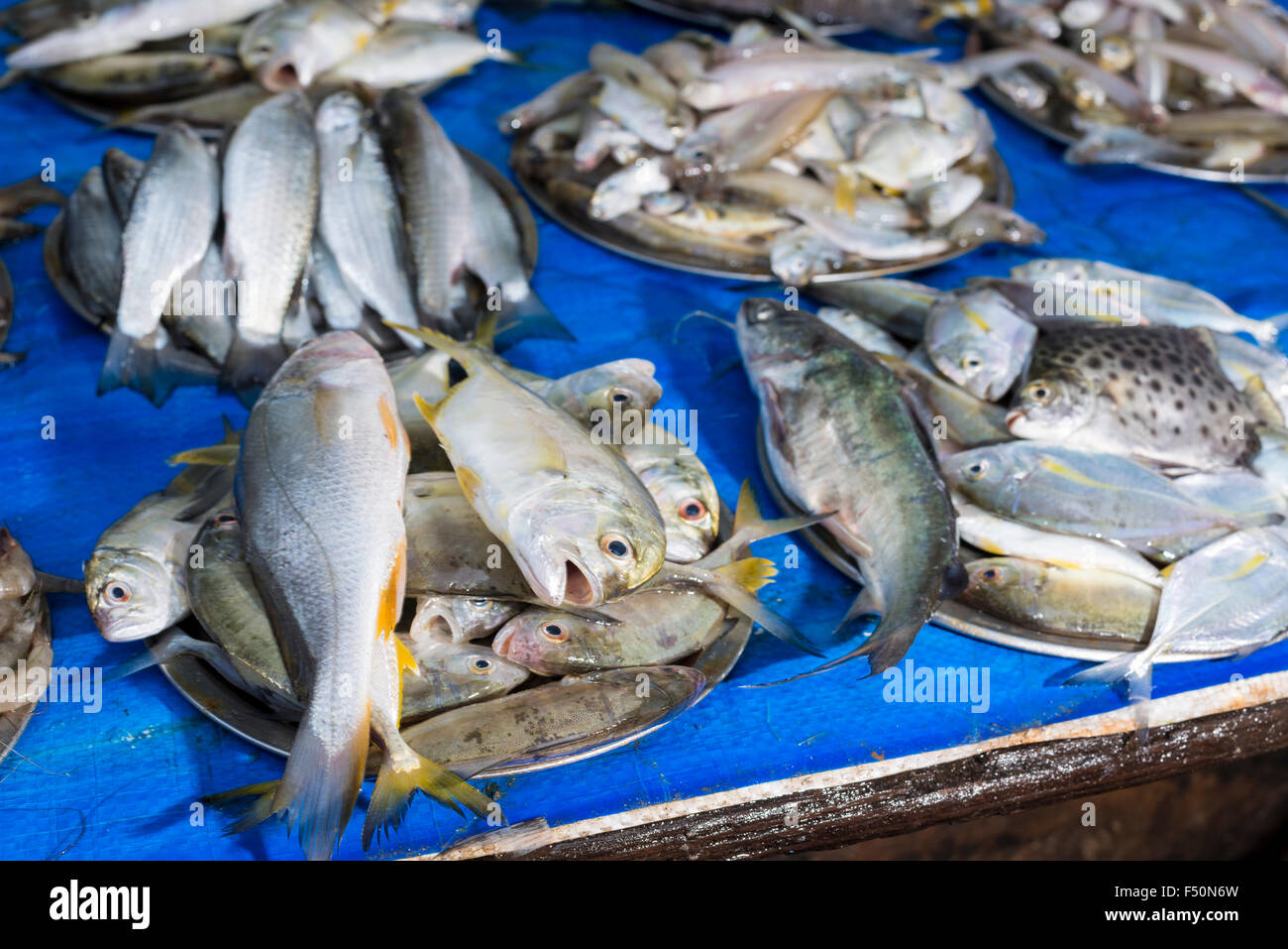Le poisson, cought durant la journée par un filet de pêche chinois, est présenté à la vente Banque D'Images